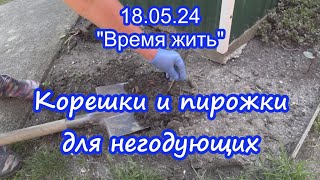 18.05.24  ⏳ Корешки и пирожки ⌛