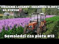 KOSZENIE LUCERNY, ZBIERANIE SŁOMY NA STRYCH - Somsiedzi zza płotu #13 - FS 19 ♦Polska Wieś♦