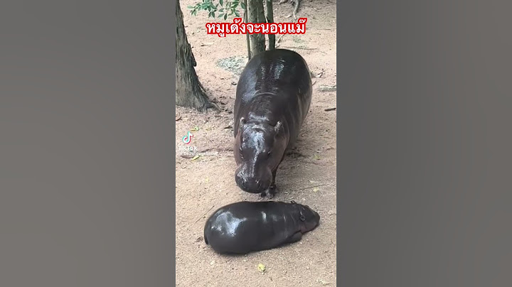 หมูเด้งจะนอนแม้อย่ากวน #รวมความน่ารักน้องสี่ขา  #หมูเด้ง #animals #moodeng