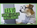 Les 10 chiens les plus intelligents du monde