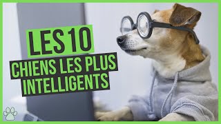 Les 10 chiens les plus intelligents du monde by Univers Canin 1,663 views 10 months ago 3 minutes, 11 seconds