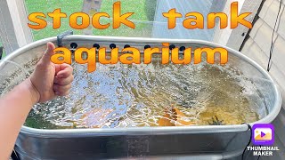 Affordable stock tank aquarium !