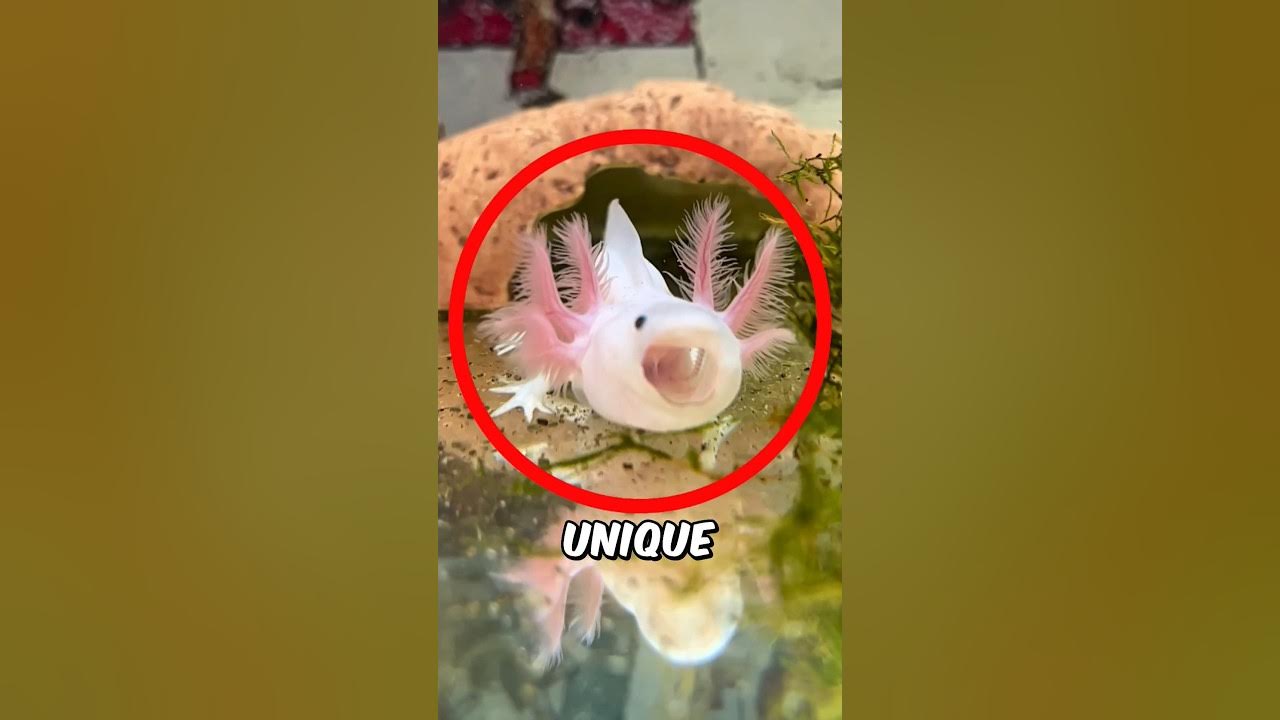 You Won'T Believe What Daisydrewuk Can Do - z44taxt