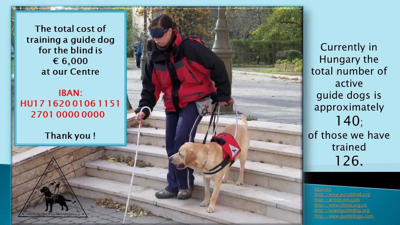 training guide dogs for the blind