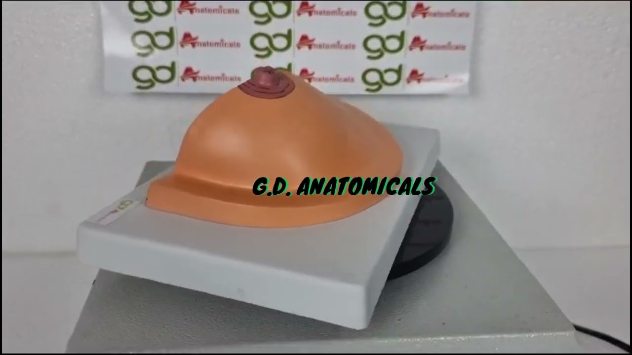 GD ANATOMICALS BREAST CROSS SECTION PATHOLOGIES MODEL PLEASE CONTACT: 9034256345 OR WHATAPP
