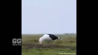 Best Cube, Like A Boss, Meme