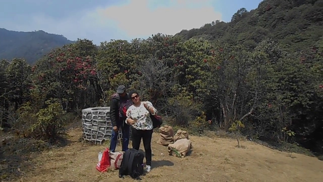 At the junction of Guras Tal route and Guras Kunj route inside Varsey Rhododendron Sanctuary Sikkim