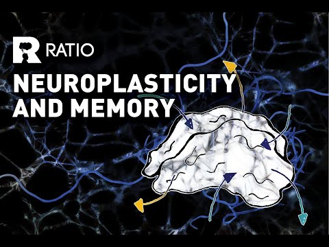 Alain Buisson: Neuroplasticity and memory: How does experience modify our brain’s organisation?