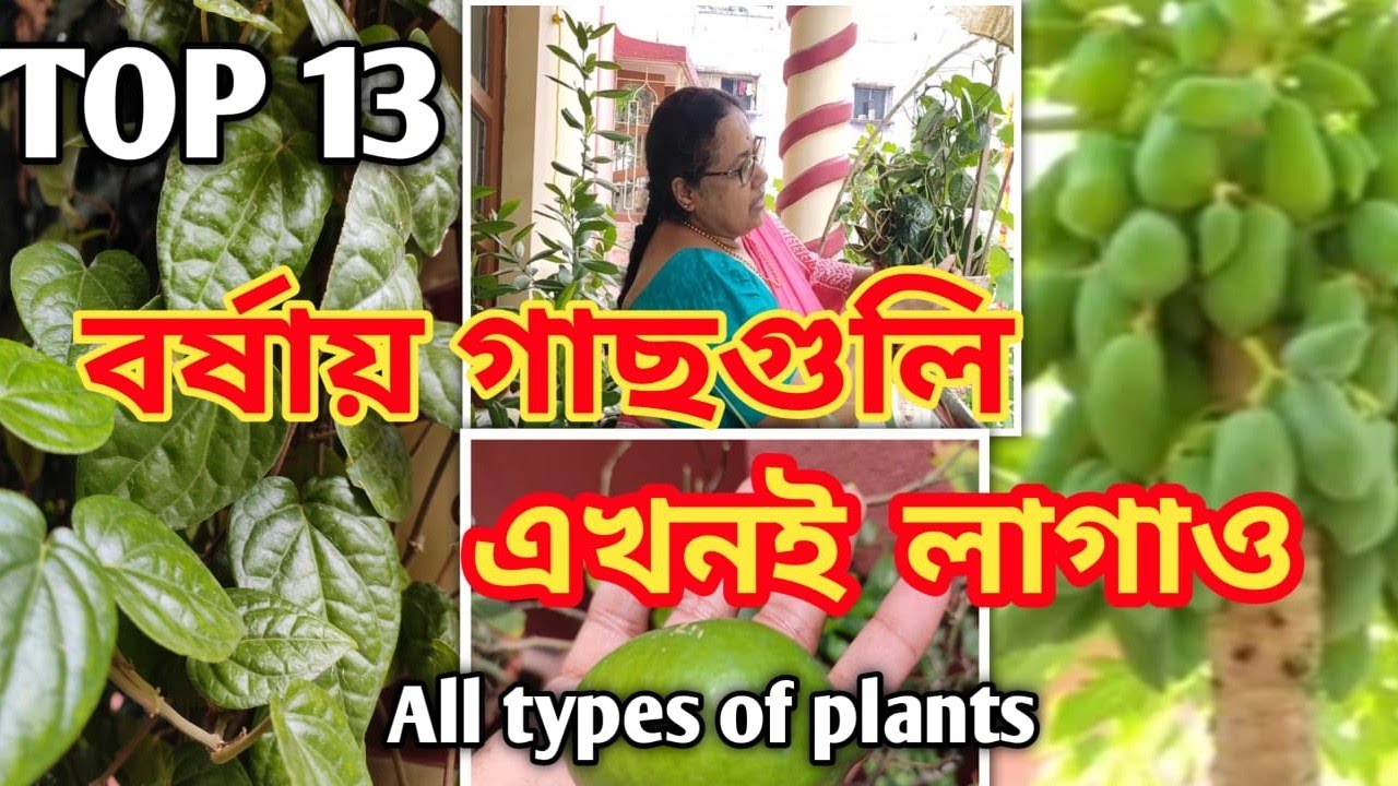TOP 13 ALL TYPE PLANTS GROW AT HOME GARDEN I TIPS TO GROW INDOOR PLANTS IHOW TO GROW PLANTS I