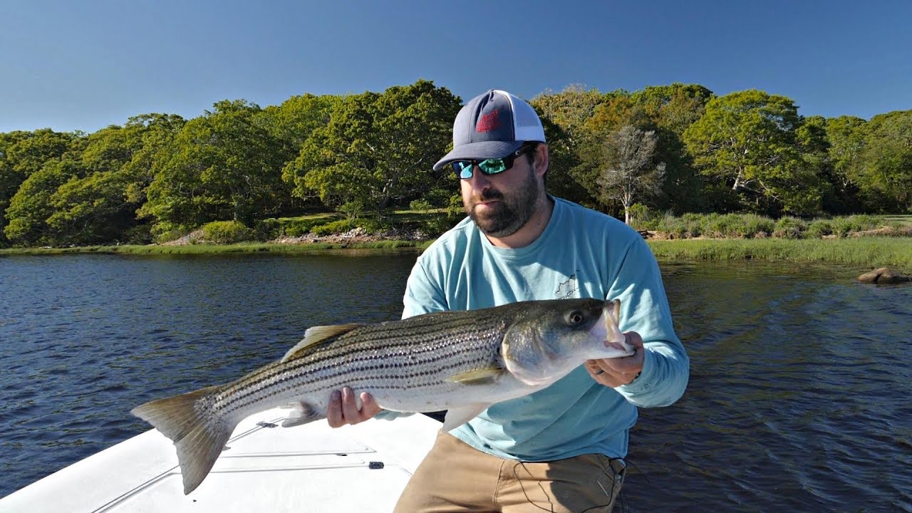 Buzzards Bay Backwater Stripers YouTube