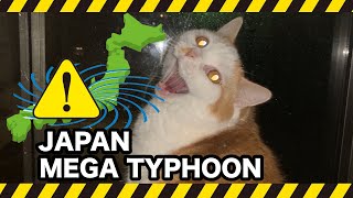 TYPHOON HAGIBIS in Japan and cats!　超巨大な台風19号に驚く猫たち 【マンチカンズ 】 by マンチカンズTV - Munchkins' TV - 10,464 views 4 years ago 4 minutes, 32 seconds