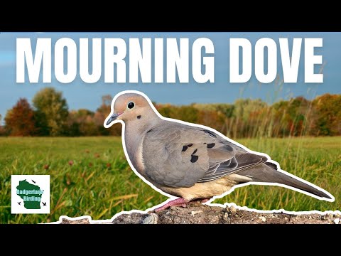 The Mourning Dove: A Gentle and Goofy Bird with a Famous Coo