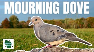The Mourning Dove: A Gentle and Goofy Bird with a Famous Coo