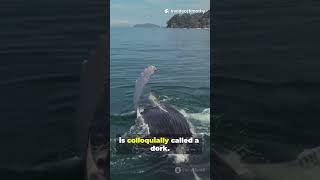 50 Wild ‘Facts’ in 60 Seconds, Brace Yourself! #animals #facts #randomfacts