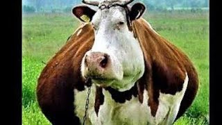 Cow Sounds - Cow Humbo