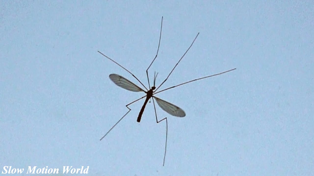 Flying Insects Slow Motion World YouTube
