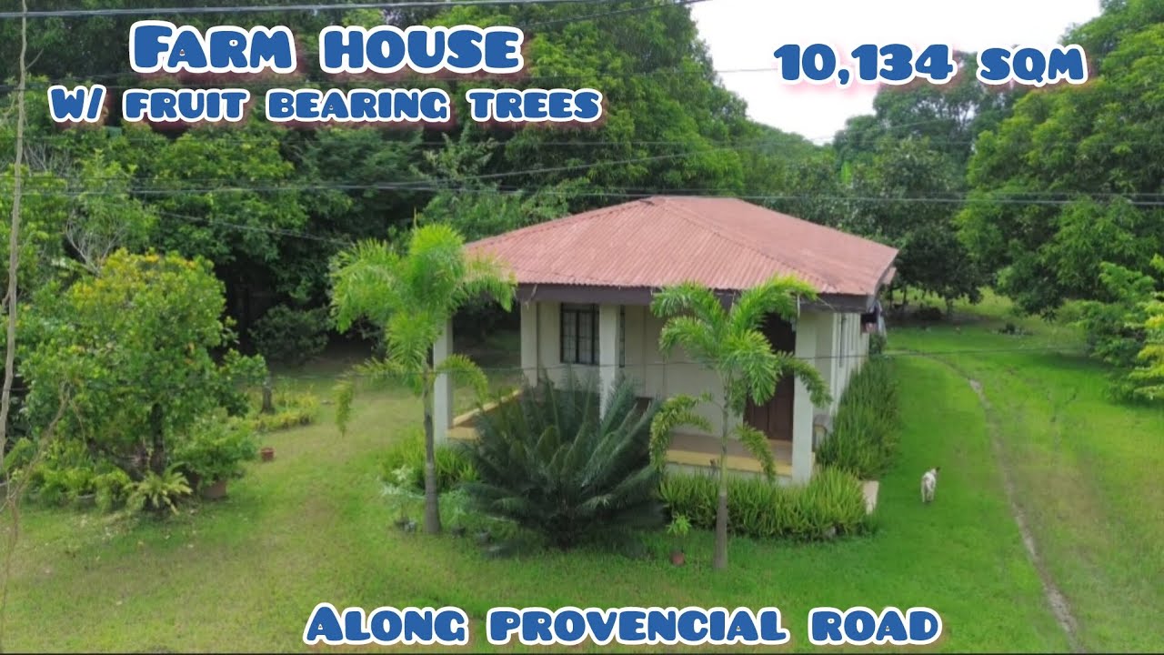Lot#666 Farm house w/ mango trees and lots of fruitbearing trees,irrigated riceland, provencial road