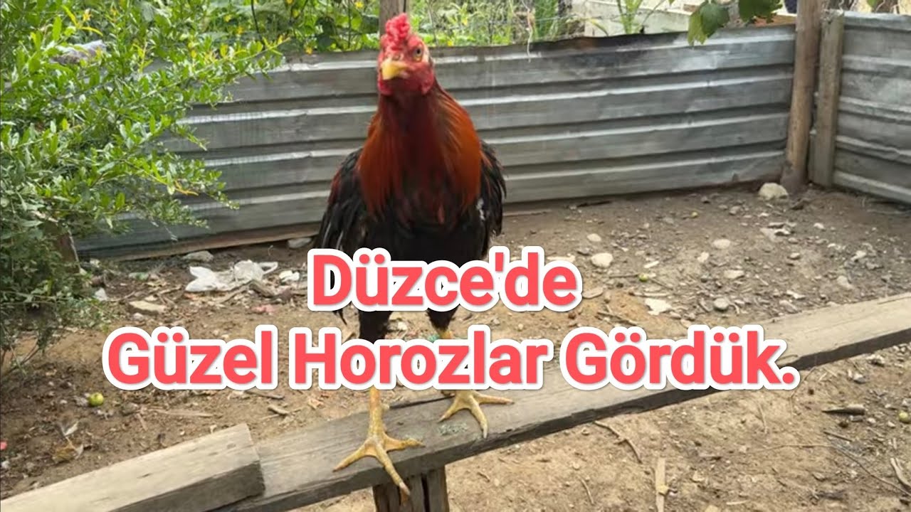 Düzce’de Güzel Horozlar Gördük."Karadayı"nın Maşallahı Var.