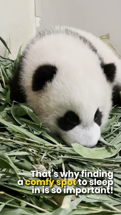 #LeLe finding the best spot to nap - Giant panda cub