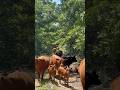 Easy move. #rotationalgrazing #cattle #buckeyeranch