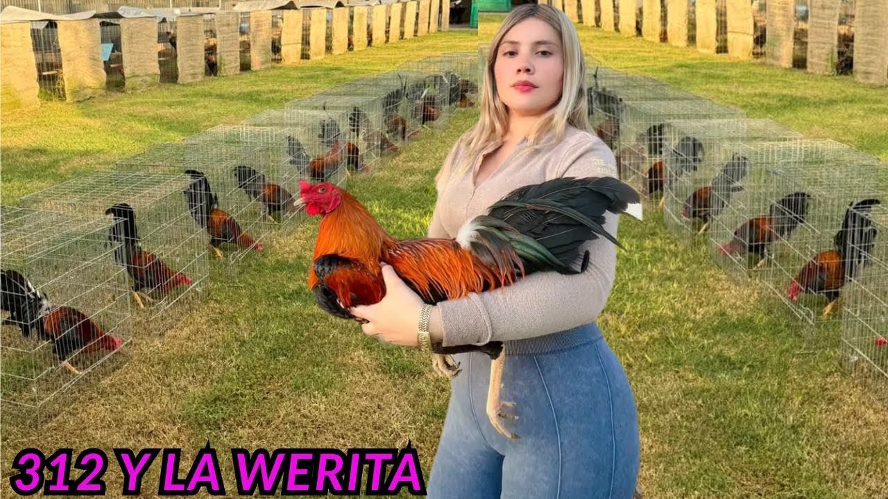 La Werita 312 • Shape Outdoor Breeding Pens Feeding Time Big Farm Season 2025 