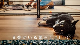 生後2ヶ月の子犬たちのナイトルーティンがこちらです