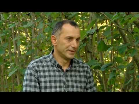 სწორი წამლობით მიღებული თხილის კარგი მოსავალი სოფელ ცხემლისხიდში 2 11 18