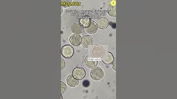 Honey pollen under the microscope | TULO - Microscope #shorts #microscope