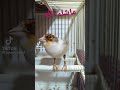 تغريد النغل الابيض تغريد النغل الابيض