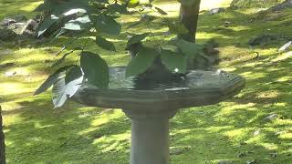 Hawk washing off in the birdbath