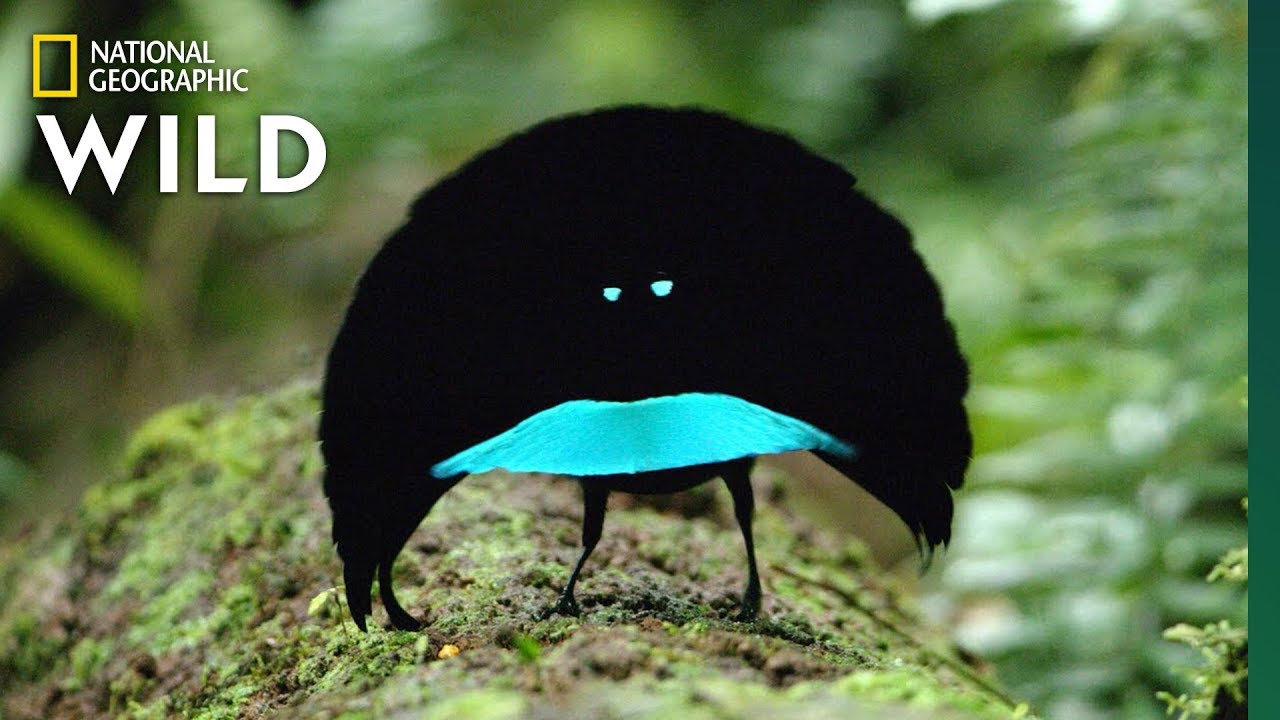 ⁣Rare Footage of New Bird of Paradise Species Shows Odd Courtship Dance | Nat Geo Wild