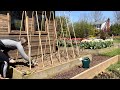 Fixing compacted soil with hyacinth bean vine  radishes diy bamboo teepee trellis for vines