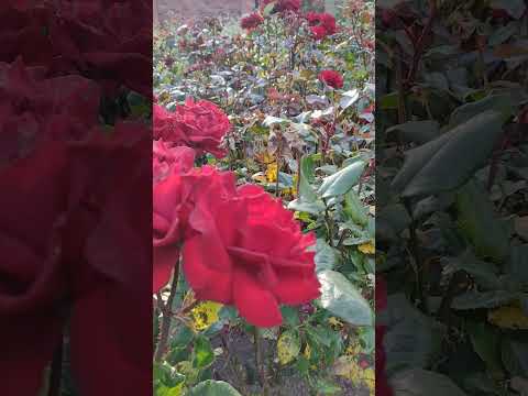 Blumen - Die roten Rosen am wolkenblauen Himmel laden Ihre Liebesstufe auf.
