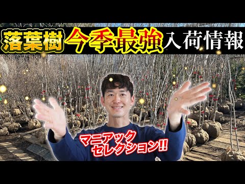 All are here] All 18 kinds of deciduous trees for sale this season