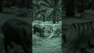 Cctv Harimau Vs Babi Hutan cctv harimau babihutanmelintas shorts fyp