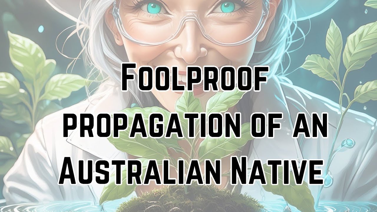 Can you propagate Blue Tongue Plants in water? Melastoma malabithricum 