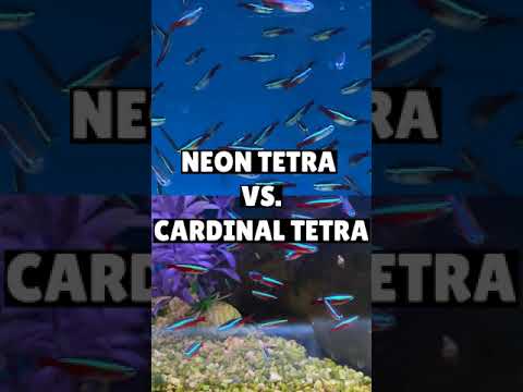 Video: Péče o ryby: Neon Tetras a kardinál Tetras