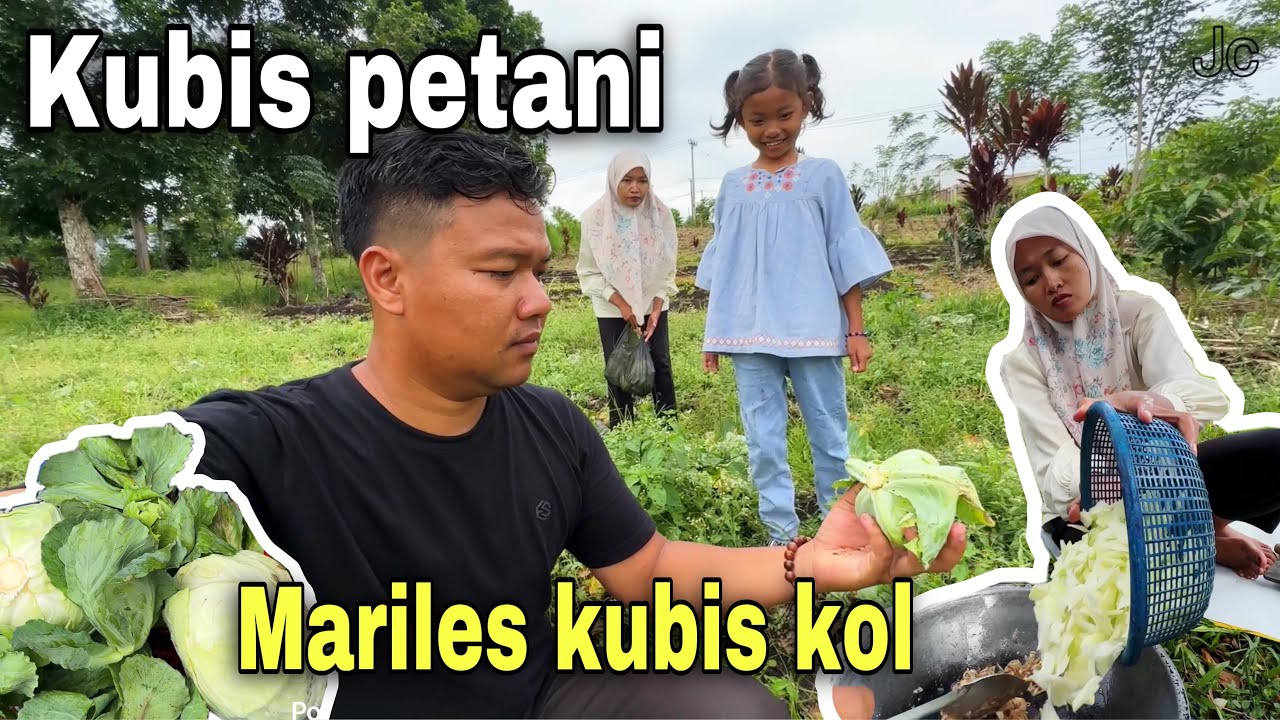 MARILES KUBIS PETANI DI BENGKULU⁉️ BANYAK KUBIS YANG TERTINGGAL 