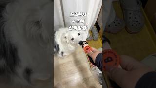 개 키우기 좋은 사람, 백수(?)