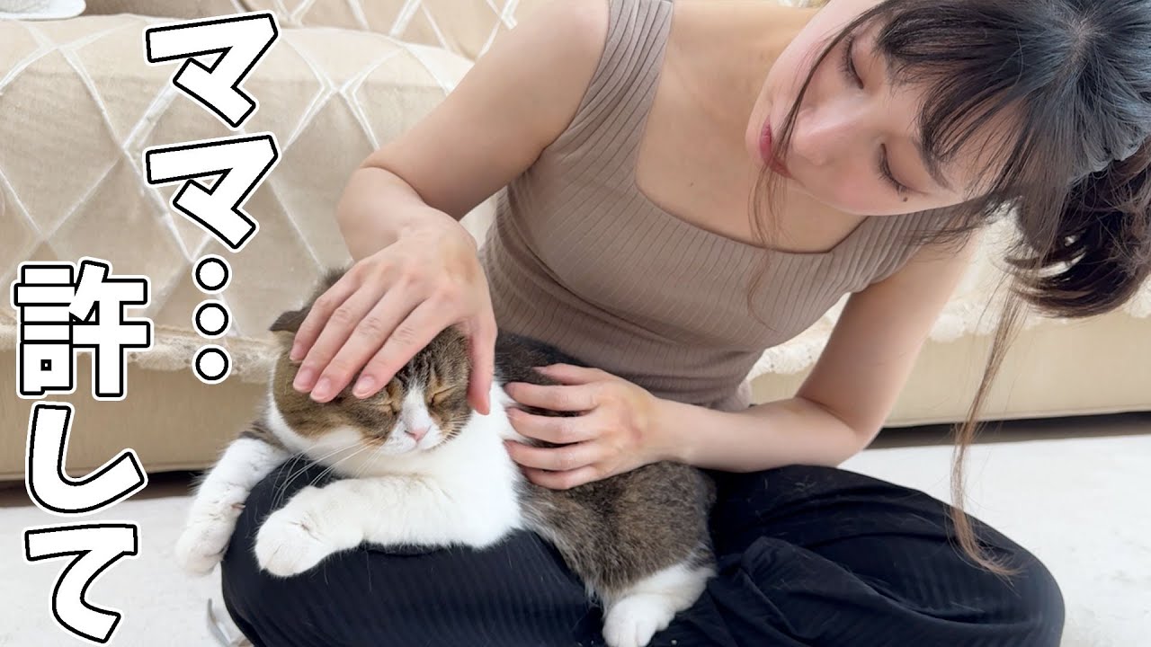 Daddy cat was so scared he stuck to mommy's laplol - YouTube