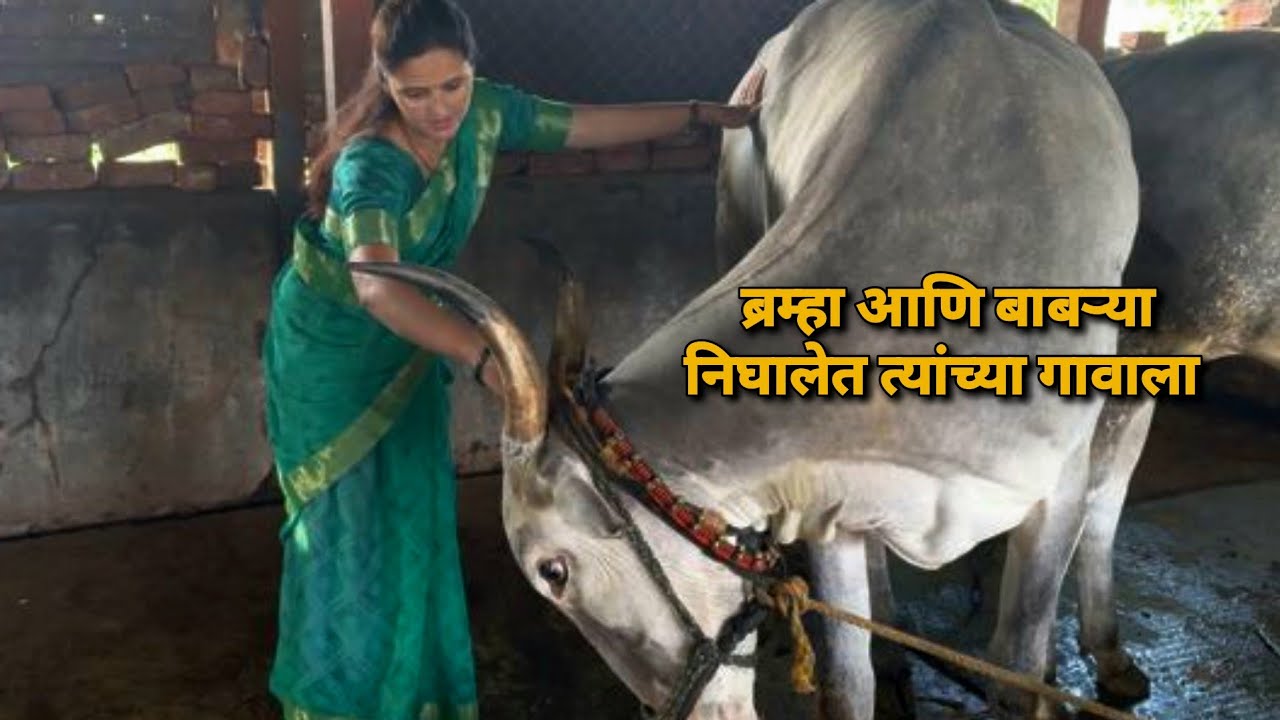 ब्रम्हा आणि बाबऱ्या निघालेत त्यांच्या गावाला 😔 | Bailgada Sharyat |