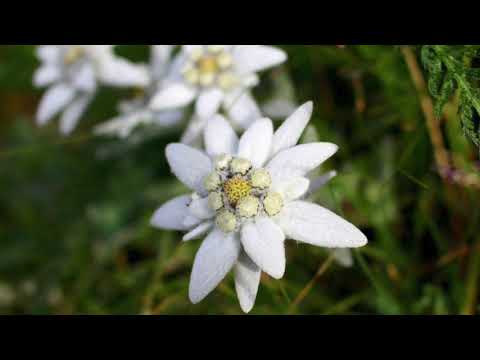Edelweiss - エーデルワイス (Rodgers) flute : Kirio Matsuda