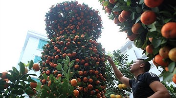 Quất lục bình khổng lồ giá 40 triệu đồng/cặp chờ "đại gia" rinh về chơi Tết