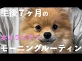 【モーニングルーティン】大変だけどとにかくかわいい子犬のポメラニアン！