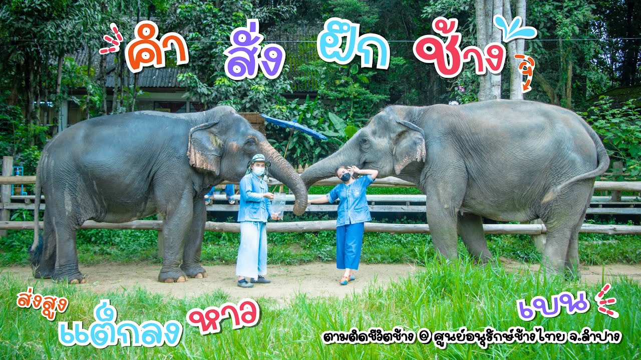 #ตามติดชีวิตช้าง ตอน #คำสั่งฝึกช้าง ❤🐘