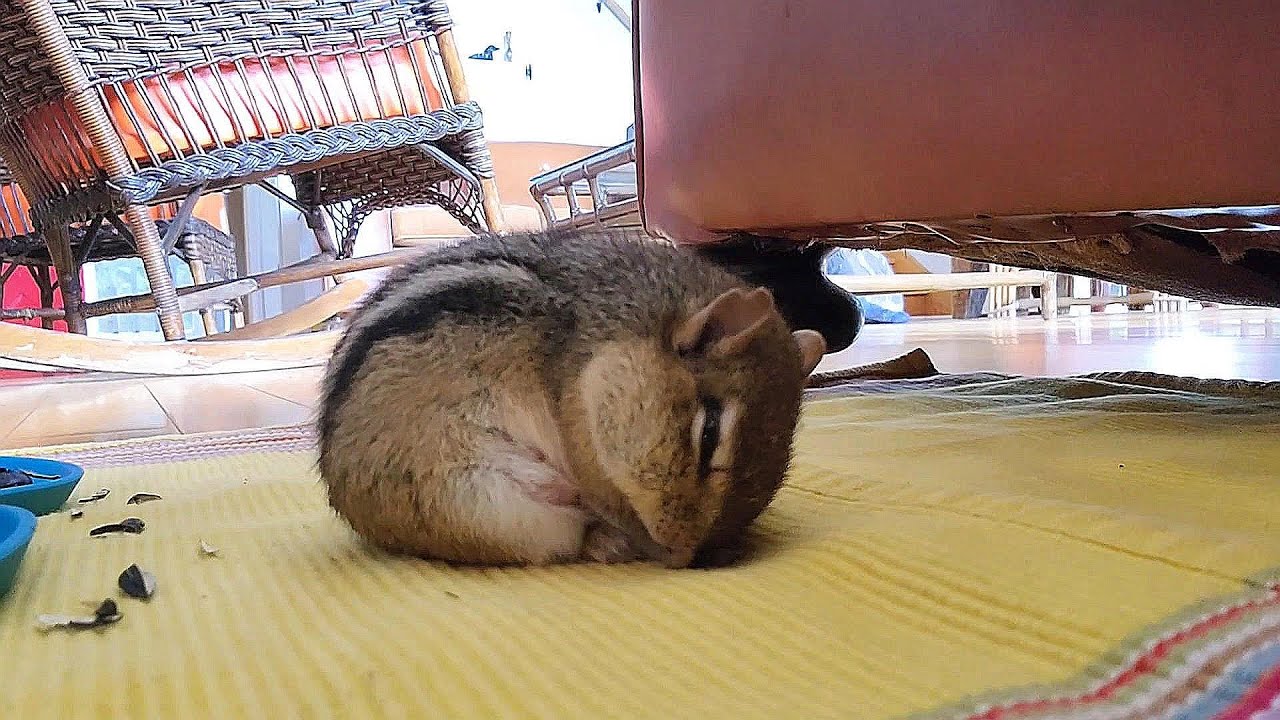 야생 다람쥐 쳐키가 우리집에서 낮잠을 자는 이유 Why Does Wild Chipmunk Chucky Take A Nap In My House?