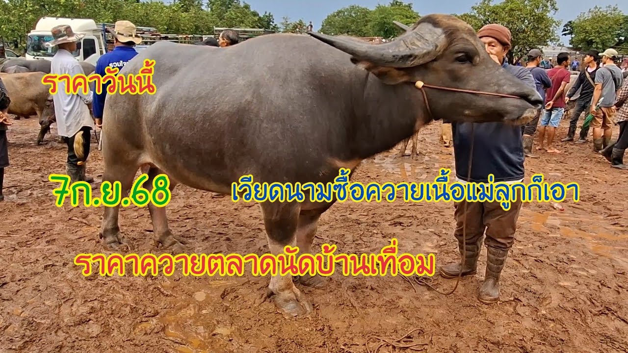 7ก.ย68ราคาควายตลาดนัดบ้านเทื่อมอ.บ้านผือจ.อุดรธานีราคาวีนนี้
