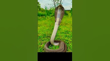 snake 🐍 #snake #snakes #snakelover #snakevideo #snakehead #shorts #short #wildlife #snack