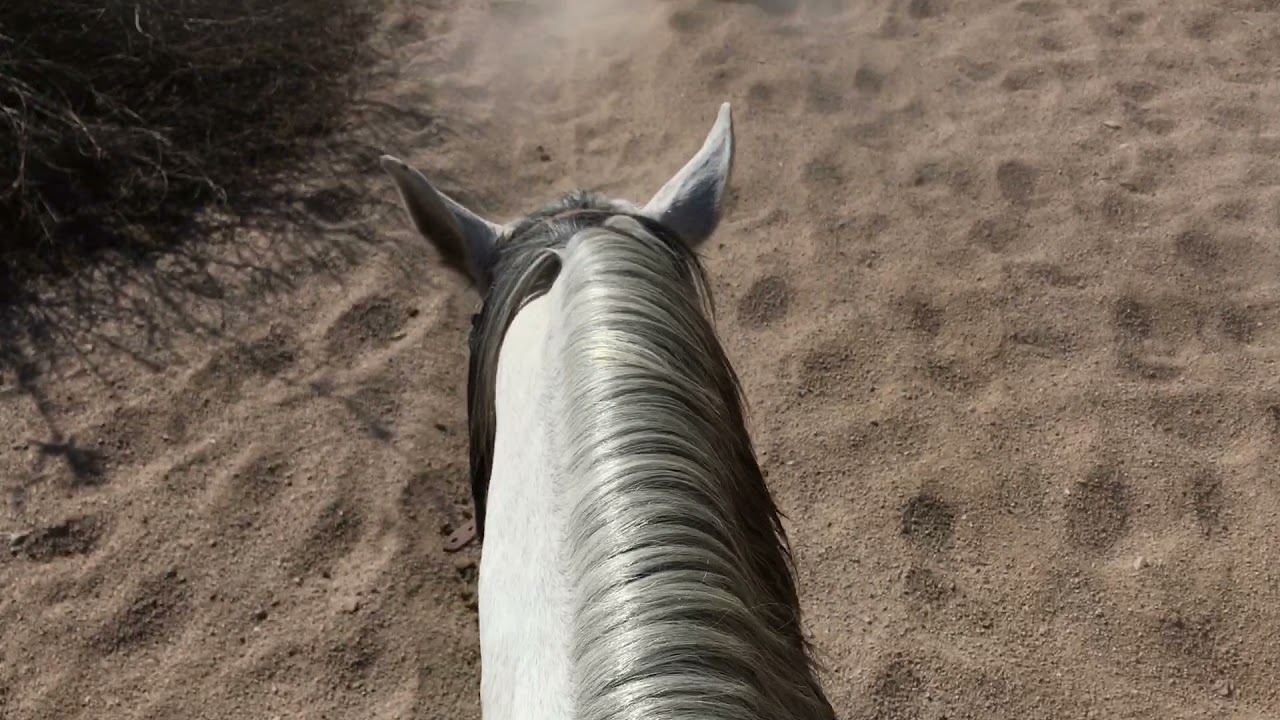 Saguaro Lake Ranch horseback ride near Salt River