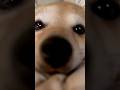 つくね店長 #shorts #dog #cute #shibainu
